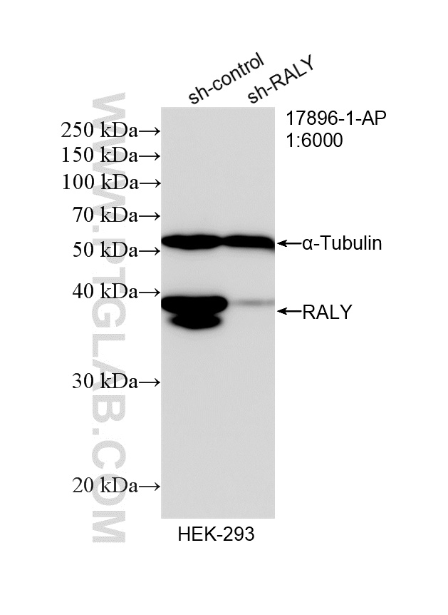 WB result of RALY antibody (17896-1-AP; 1:6000; incubated at room temperature for 1.5 hours) with sh-Control and sh-RALY transfected HEK-293 cells. WB analysis of HEK-293 using 17896-1-AP