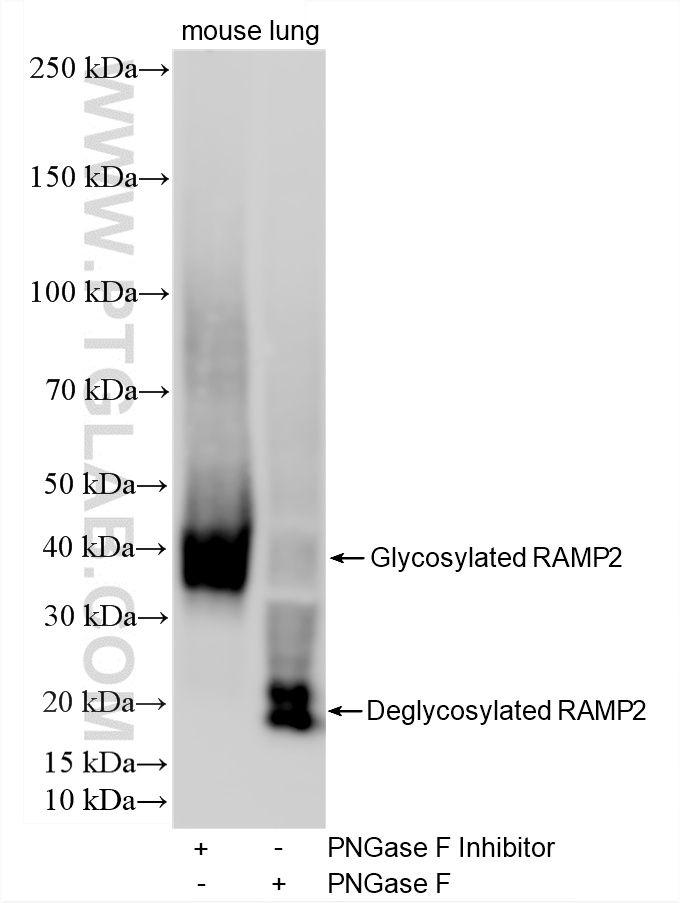 WB analysis of mouse lung using 88020-3-RR (same clone as 88020-3-PBS) WB analysis of mouse lung using 88020-3-RR (same clone as 88020-3-PBS)