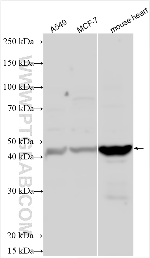 WB analysis using 11861-1-AP