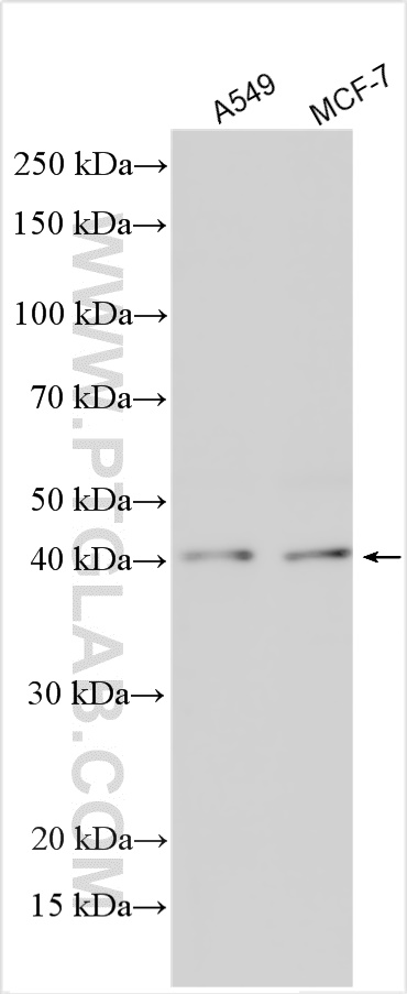 WB analysis using 11861-1-AP