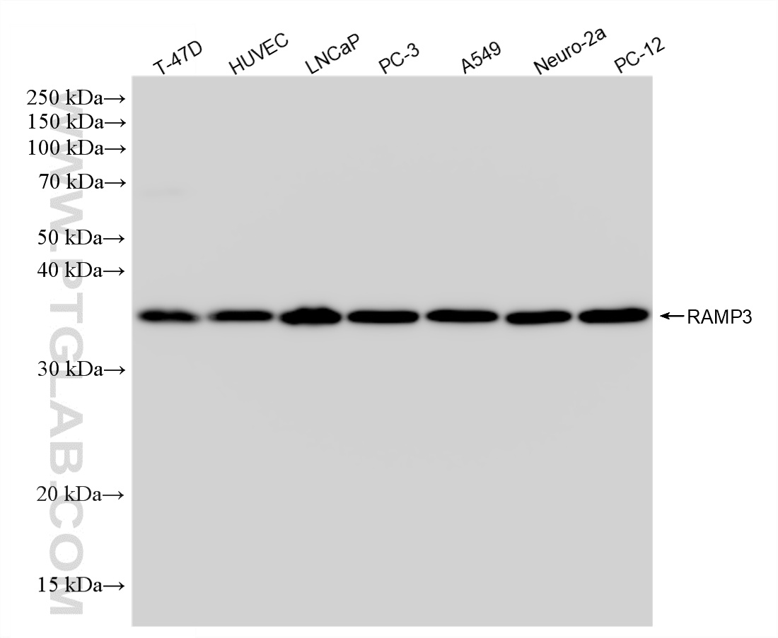 WB analysis using 87744-1-RR (same clone as 87744-1-PBS)