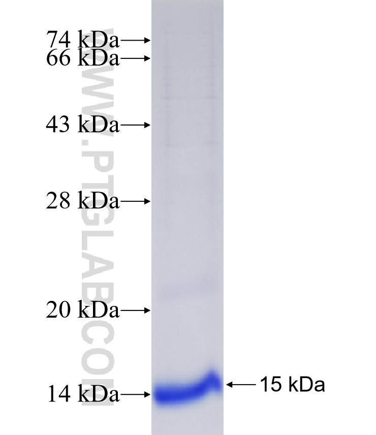 RANBP1 fusion protein Ag34484 SDS-PAGE