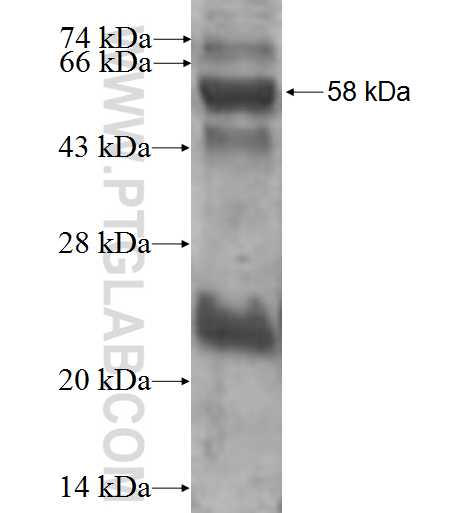 RANBP3 fusion protein Ag0155 SDS-PAGE