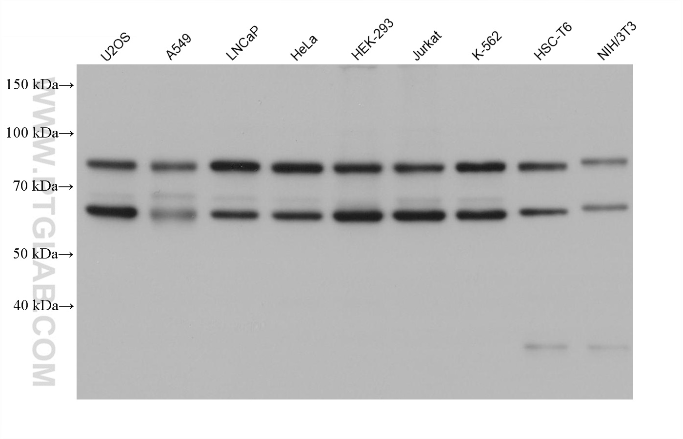 WB analysis using 67146-1-Ig