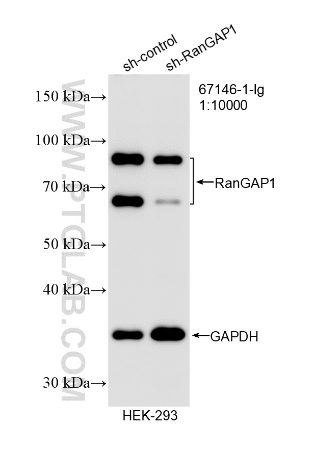 WB analysis of HEK-293 using 67146-1-Ig