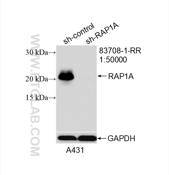 WB analysis of A431 using 83708-1-RR