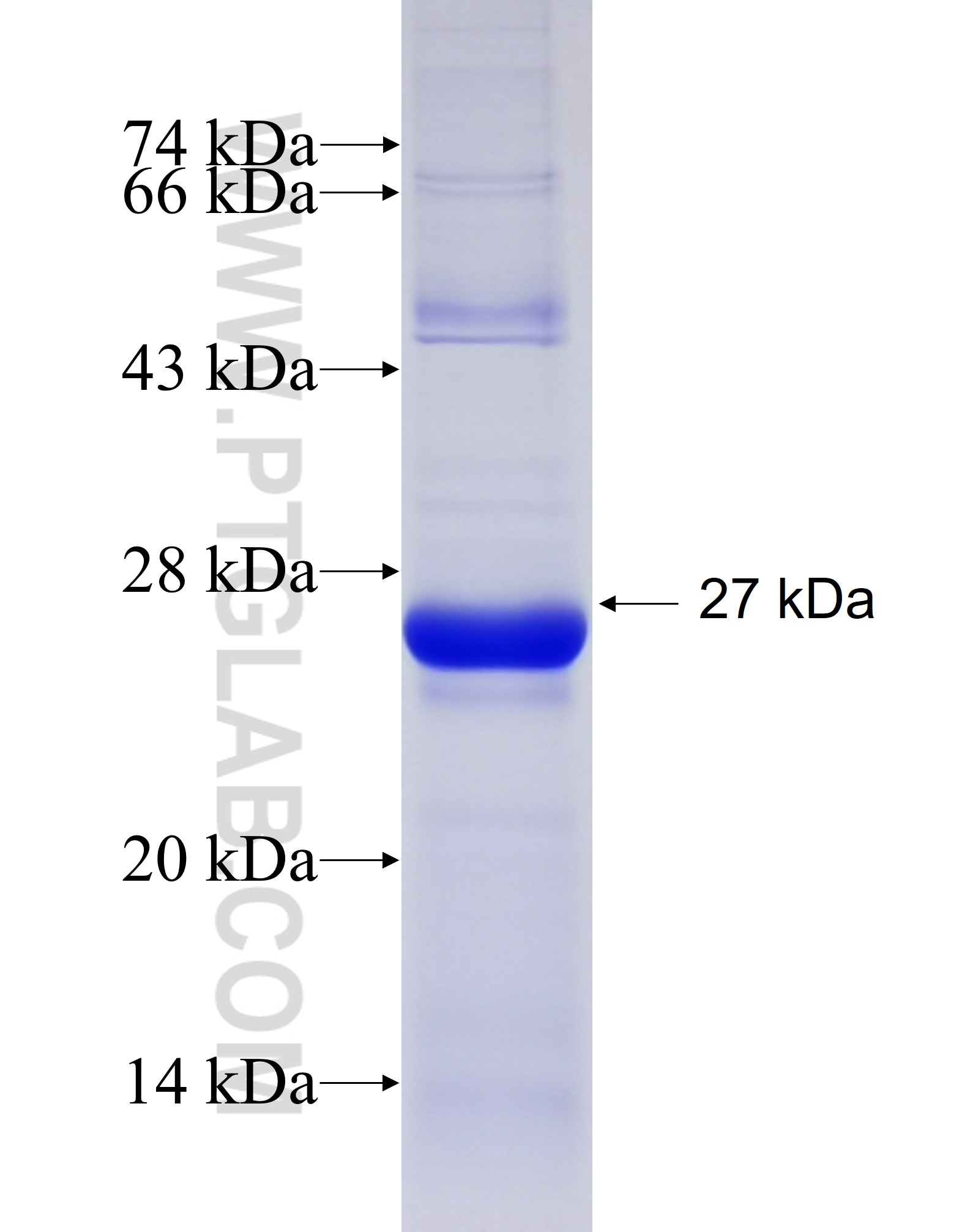 RAP1A fusion protein Ag9463 SDS-PAGE