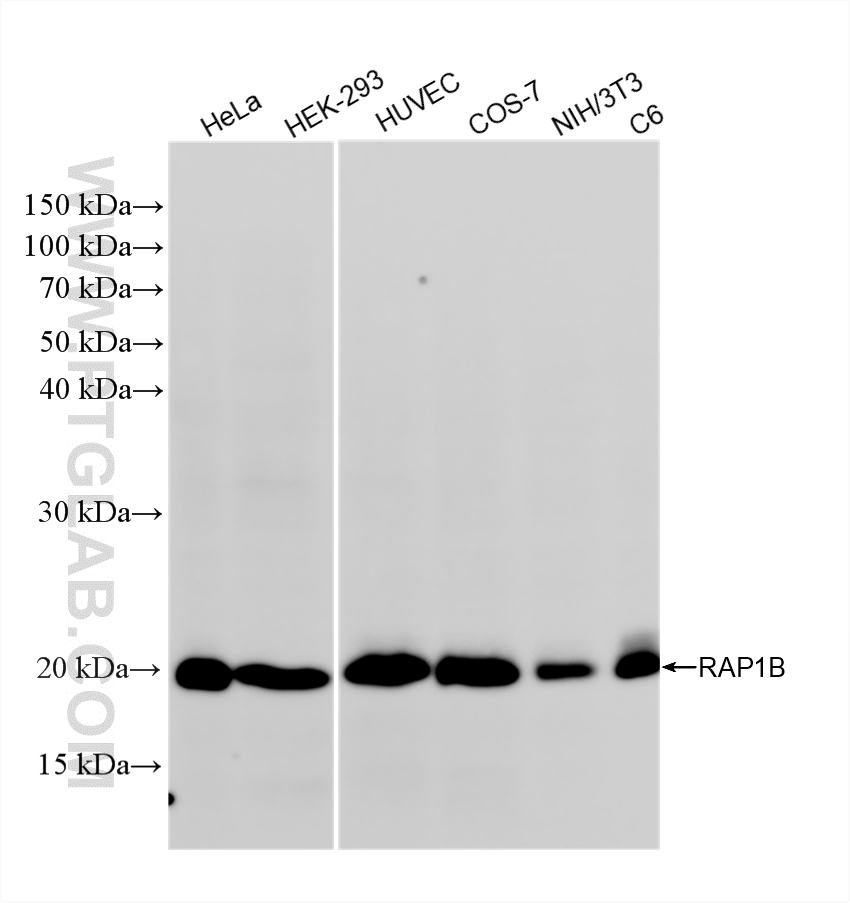 WB analysis using 88443-1-RR WB analysis using 88443-1-RR
