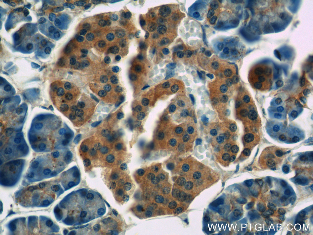 IHC staining of human pancreas using 14229-1-AP