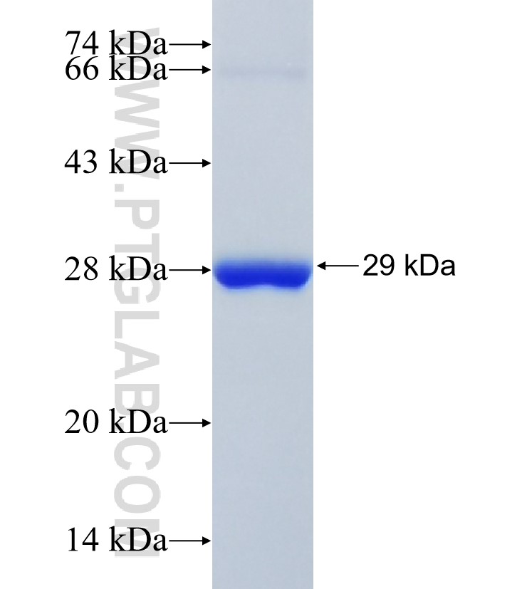 RAP1GDS1 fusion protein Ag32728 SDS-PAGE RAP1GDS1 fusion protein Ag32728 SDS-PAGE