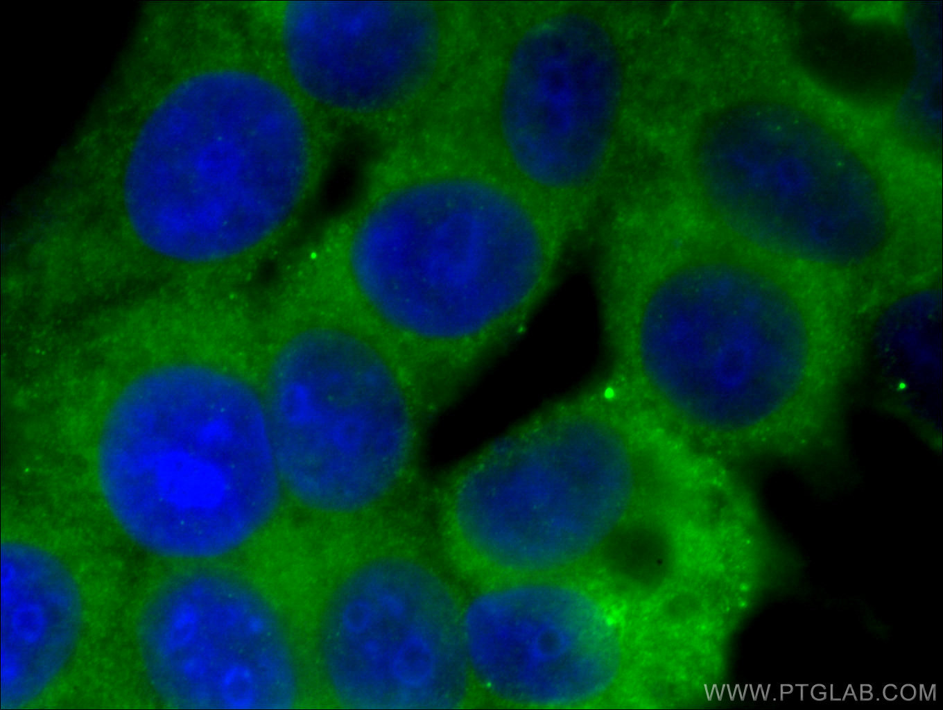 IF Staining of MCF-7 using 13789-1-AP