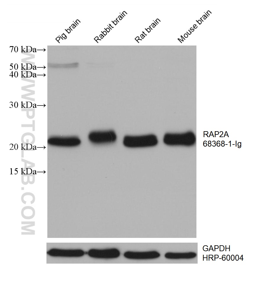 WB analysis using 68368-1-Ig
