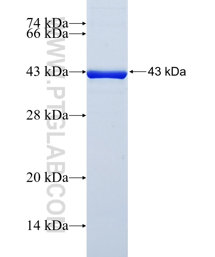 RAPGEF1 fusion protein Ag6999 SDS-PAGE