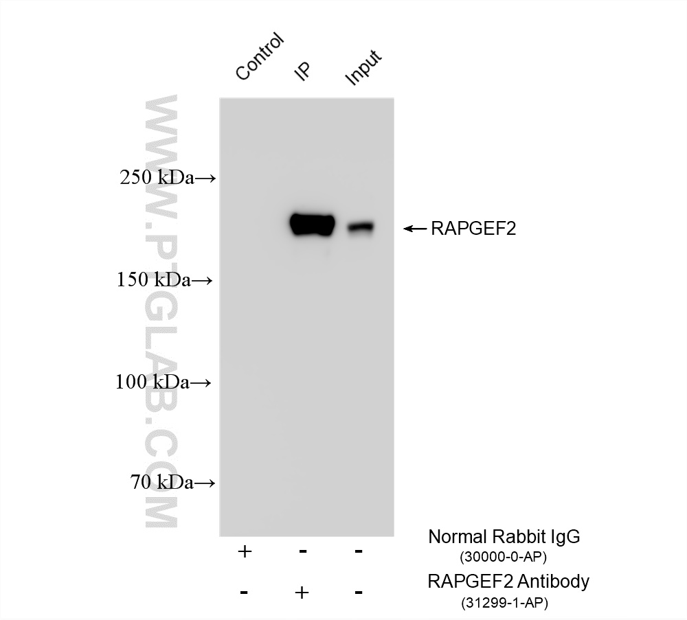 IP result of anti-RAPGEF2 (IP:31299-1-AP, 4ug; Detection:31299-1-AP 1:1000) with NIH/3T3 cells lysate 1160 ug. IP experiment of NIH/3T3 using 31299-1-AP