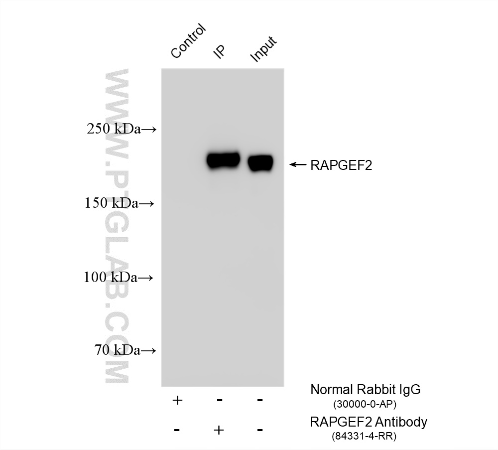 IP experiment of NIH/3T3 using 84331-4-RR