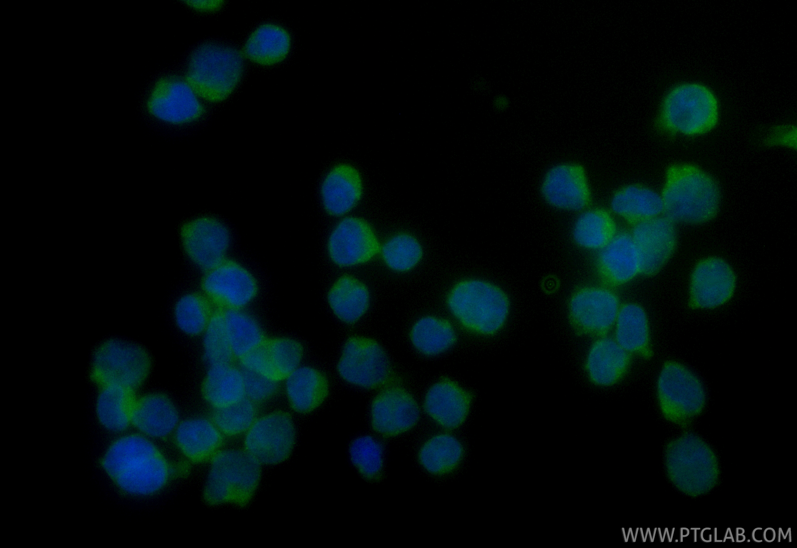 Immunofluorescent analysis of (4% PFA) fixed Jurkat cells using CoraLite® Plus 488 RAPGEF2 antibody (CL488-84331-4, Clone: 241637G5 ) at dilution of 1:200. IF Staining of Jurkat using CL488-84331-4