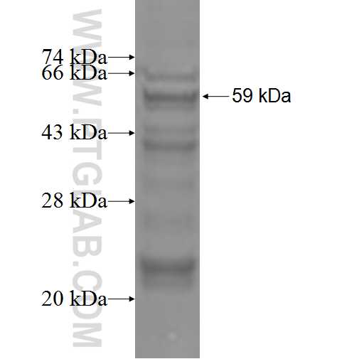 RAPGEF4 fusion protein Ag4987 SDS-PAGE