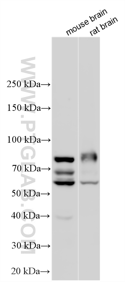 WB analysis using 21746-1-AP