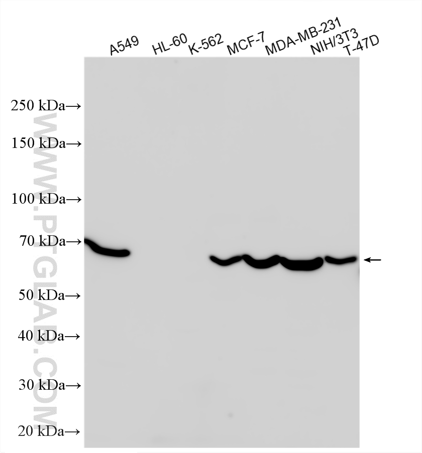Various lysates were subjected to SDS PAGE followed by western blot with 10331-1-AP (RARA antibody) at dilution of 1:2000 incubated at room temperature for 1.5 hours. WB analysis using 10331-1-AP