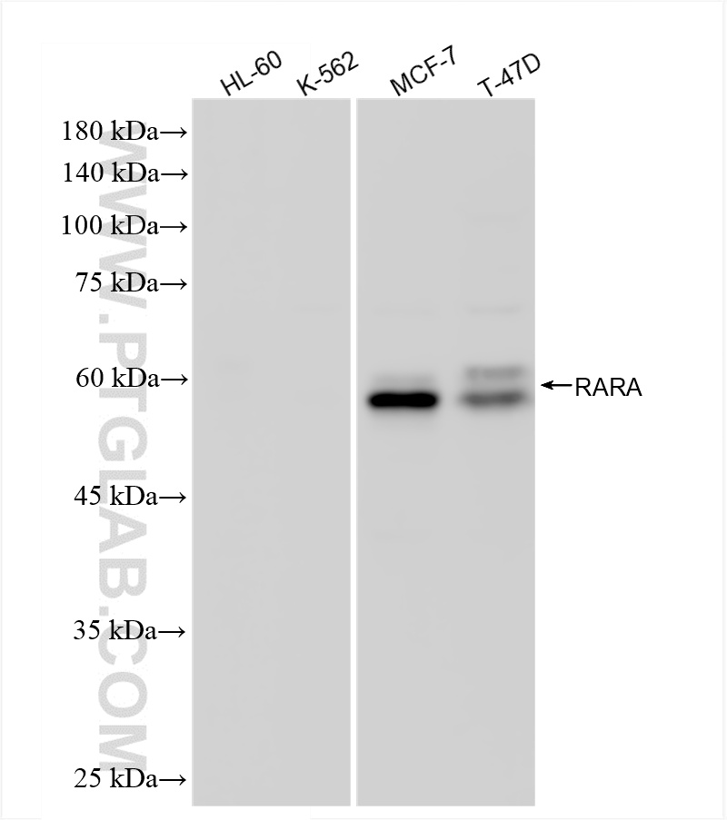 WB analysis using 88230-1-RR WB analysis using 88230-1-RR