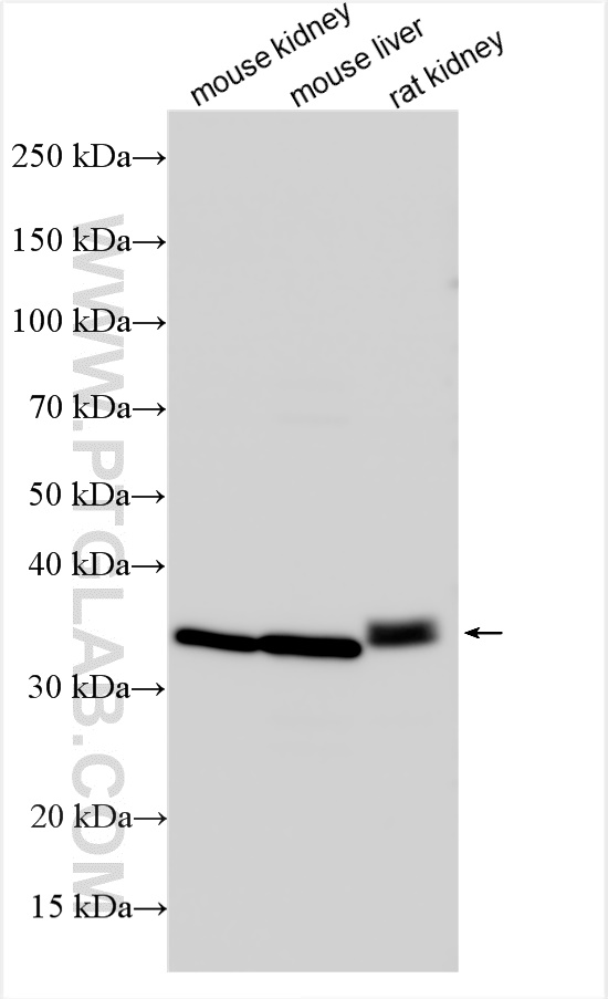 WB analysis using 27491-1-AP