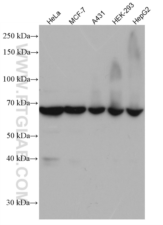 WB analysis using 66815-1-Ig