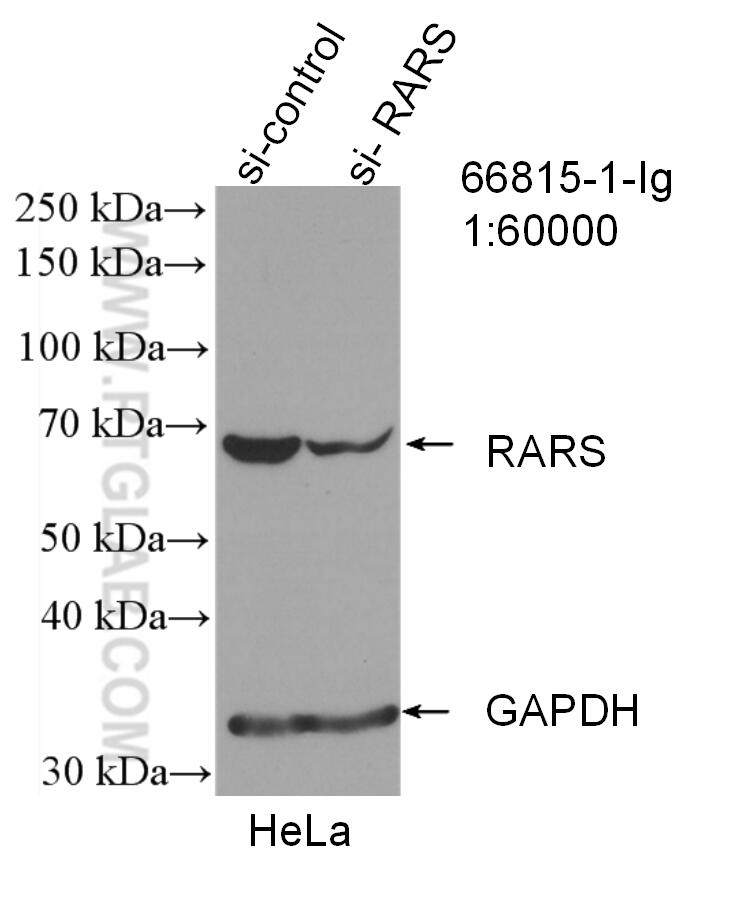 WB analysis of HeLa using 66815-1-Ig