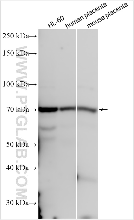 WB analysis using 16079-1-AP