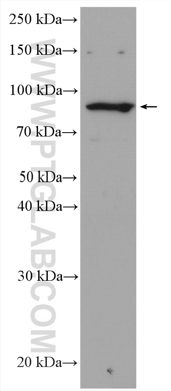 WB analysis of 3T3-L1 using 27835-1-AP