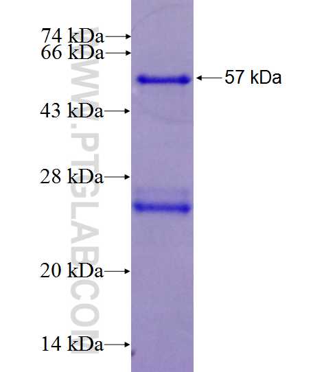 RASA3 fusion protein Ag27152 SDS-PAGE
