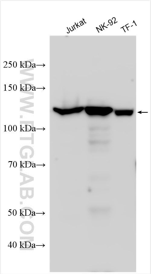 WB analysis using 21164-1-AP