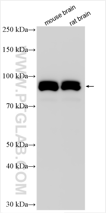 WB analysis using 26997-1-AP