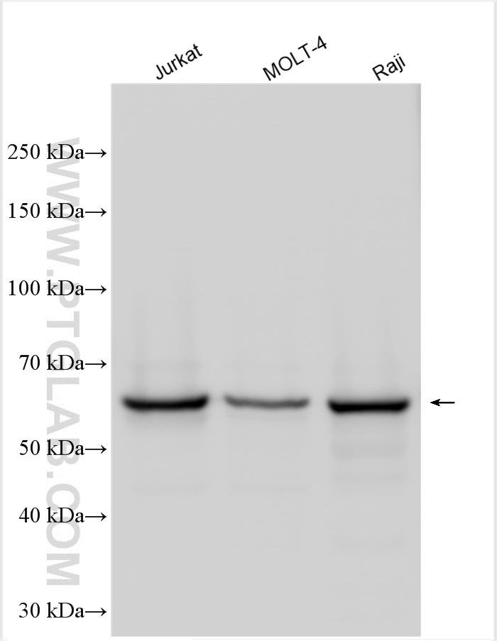 WB analysis using 30189-1-AP