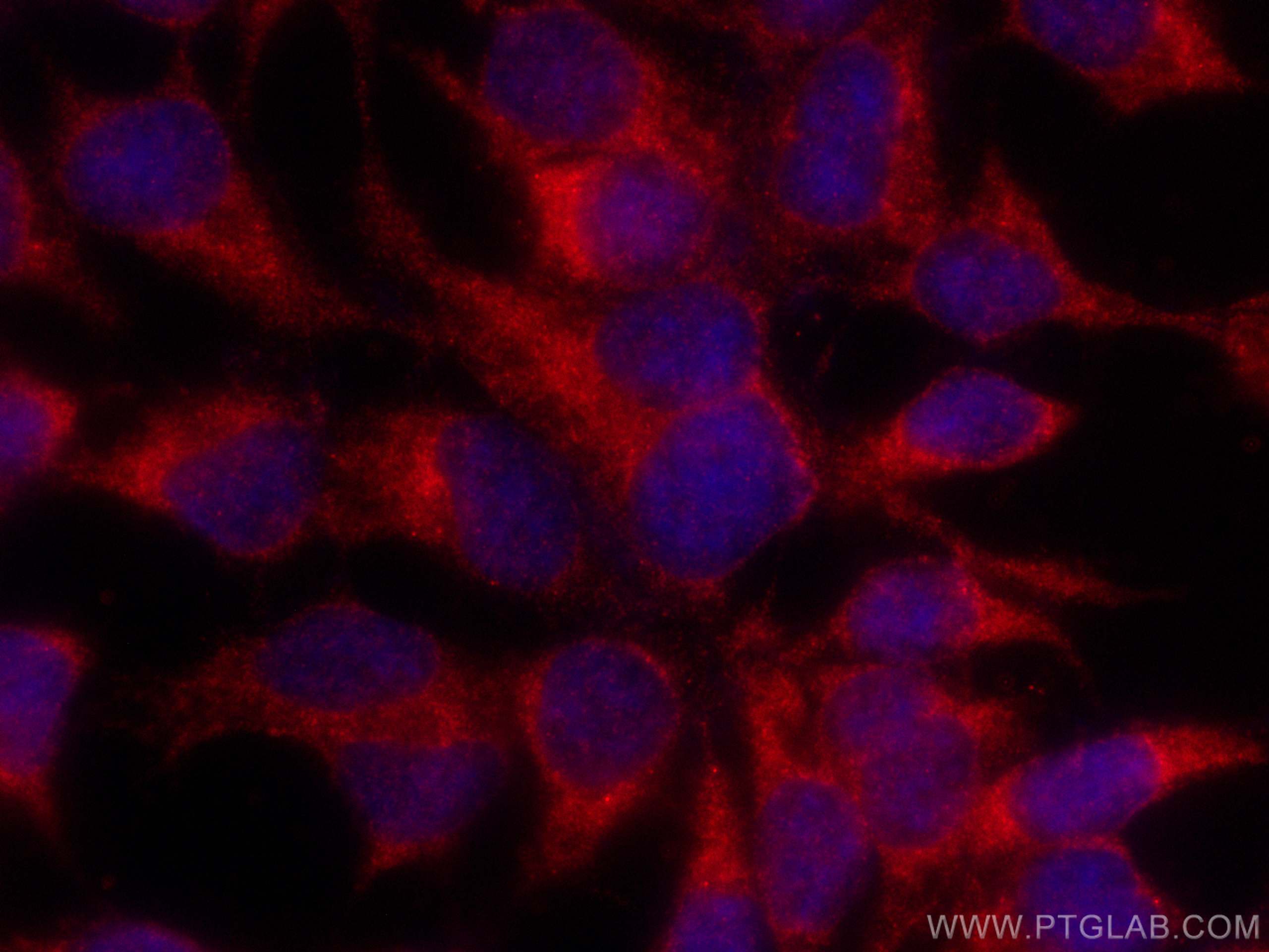 IF Staining of HEK-293 using CL594-66650