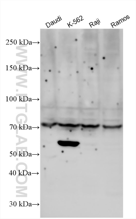 WB analysis using 29510-1-AP