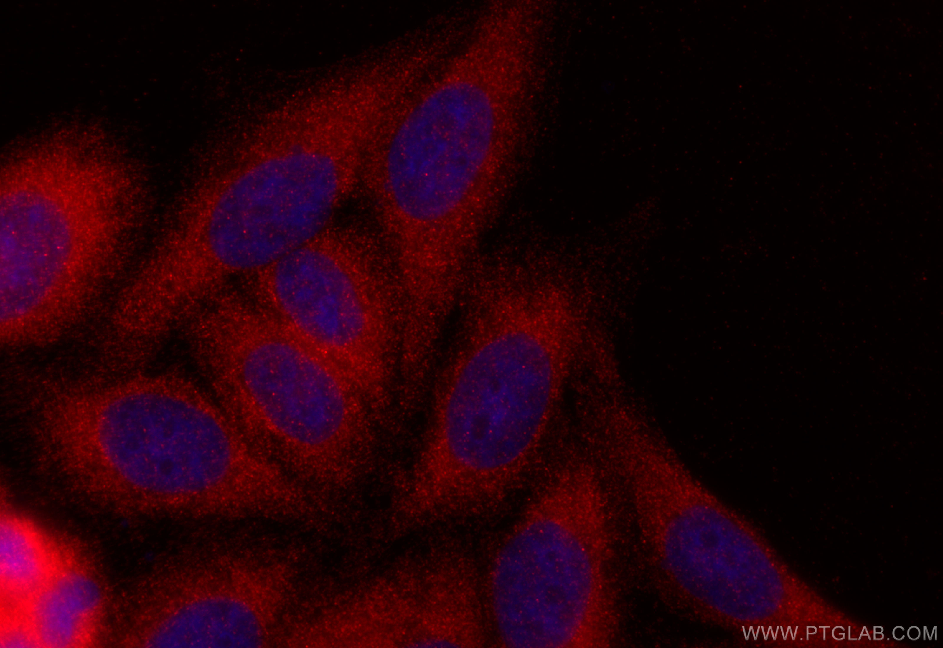 Immunofluorescent analysis of (-20°C Ethanol) fixed HepG2 cells using RASIP1 antibody (17971-1-AP) at dilution of 1:200 and CoraLite®594-Conjugated Goat Anti-Rabbit IgG(H+L) (<a class='green' href='/productredirect?CatalogNo=SA00013-4' target='_blank'>SA00013-4</a>). IF Staining of HepG2 using 17971-1-AP