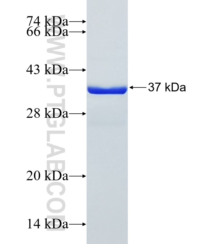 RASSF2 fusion protein Ag34274 SDS-PAGE