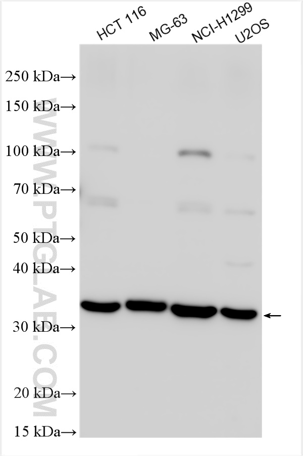 WB analysis using 19118-1-AP