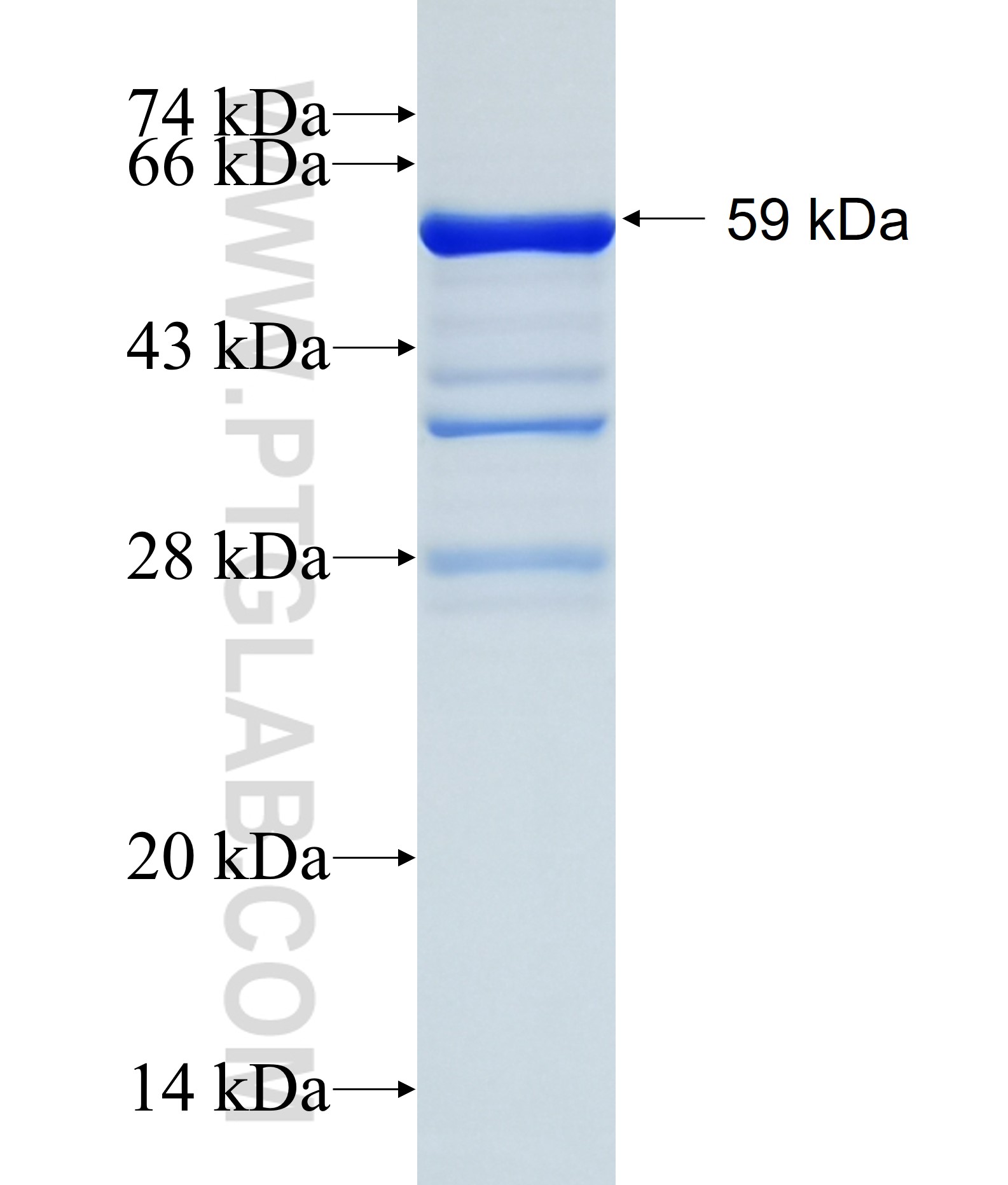 RASSF4 fusion protein Ag4475 SDS-PAGE