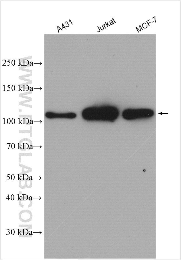 WB analysis using 10048-2-Ig