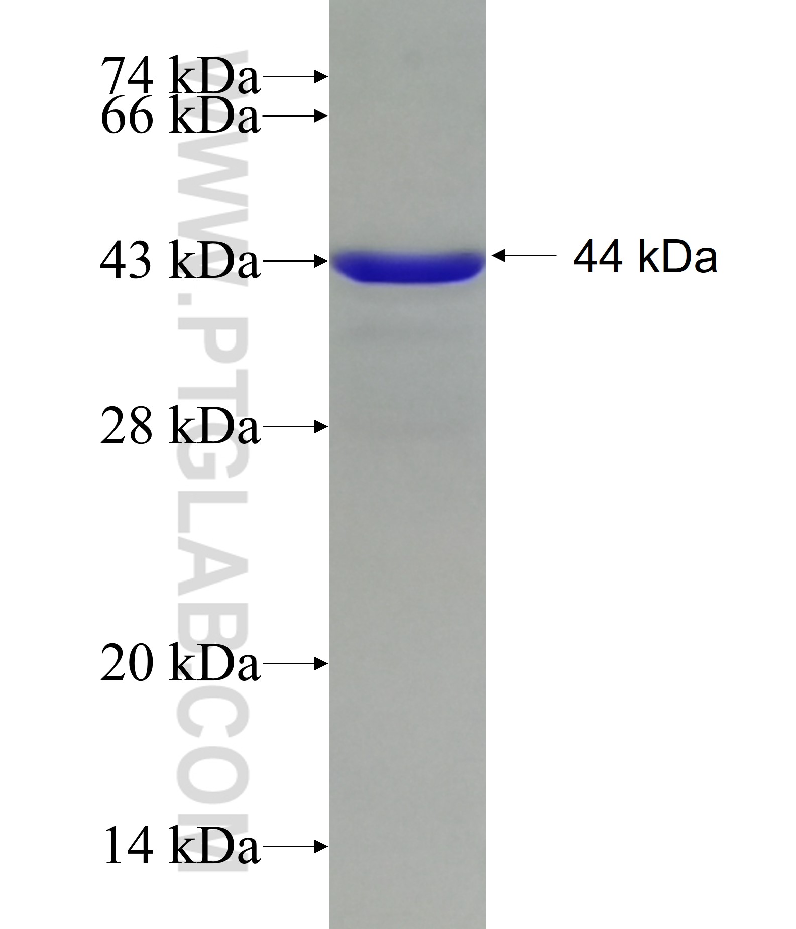 RB1 fusion protein Ag11211 SDS-PAGE