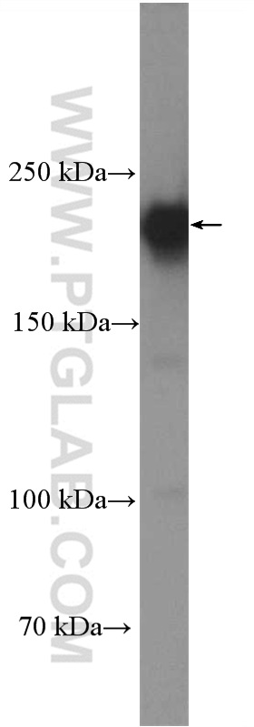 WB analysis of HEK-293 using 17250-1-AP