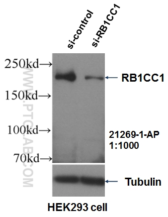 WB analysis of HEK-293 using 21269-1-AP