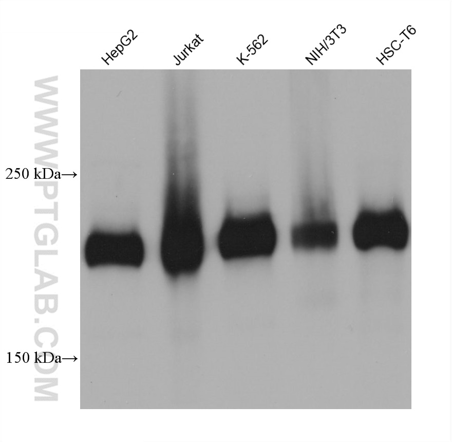 WB analysis using 68564-1-Ig (same clone as 68564-1-PBS)