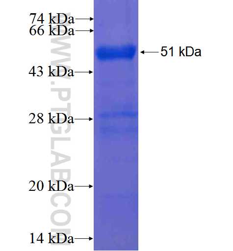 RB1CC1 fusion protein Ag0003 SDS-PAGE