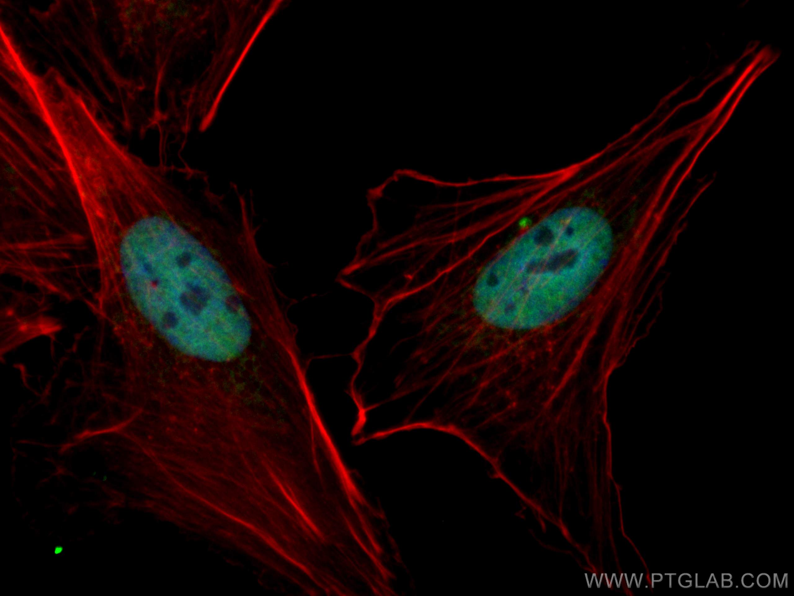 IF Staining of A549 using CL488-66060