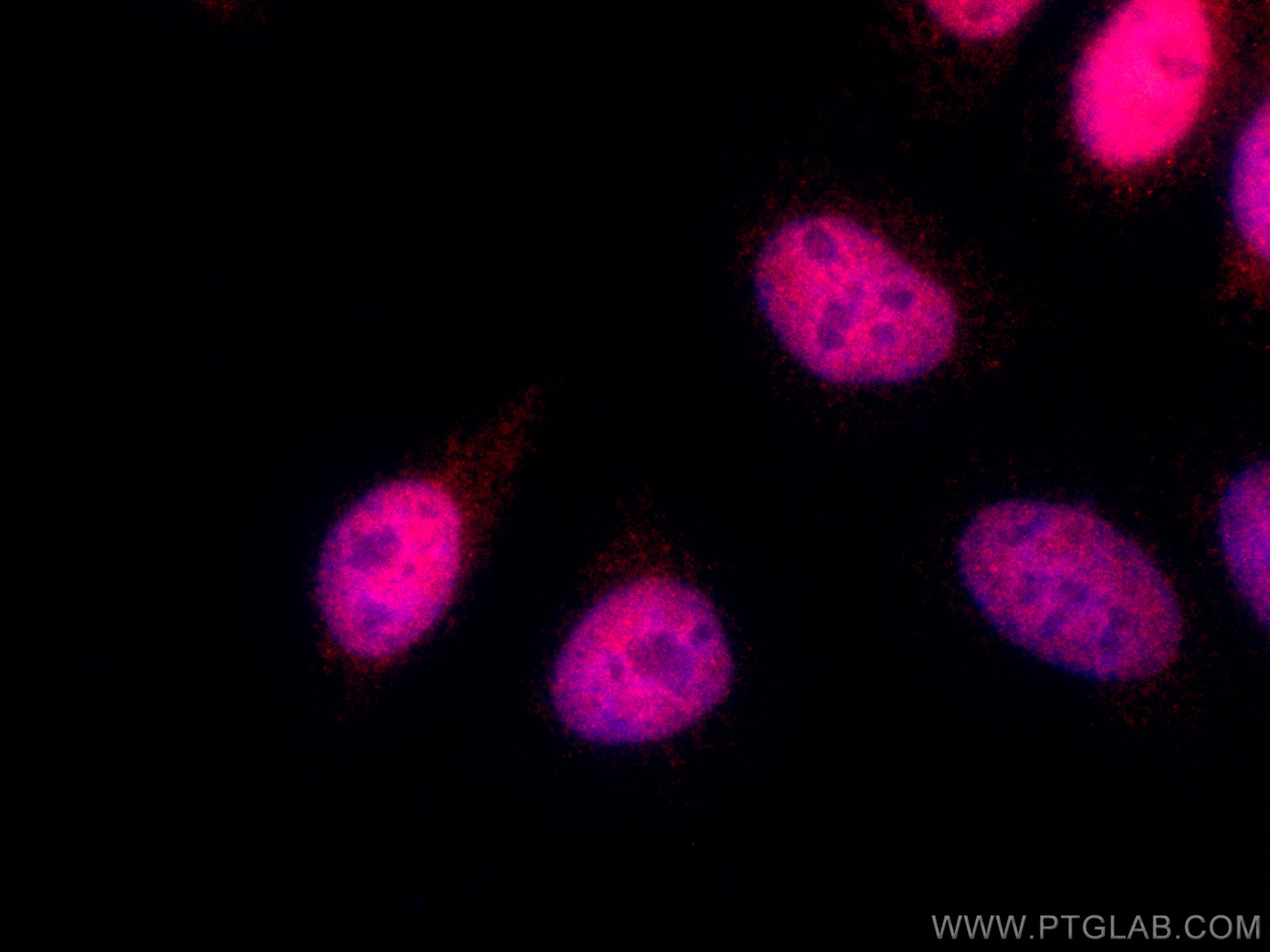 IF Staining of HepG2 using CL555-66060