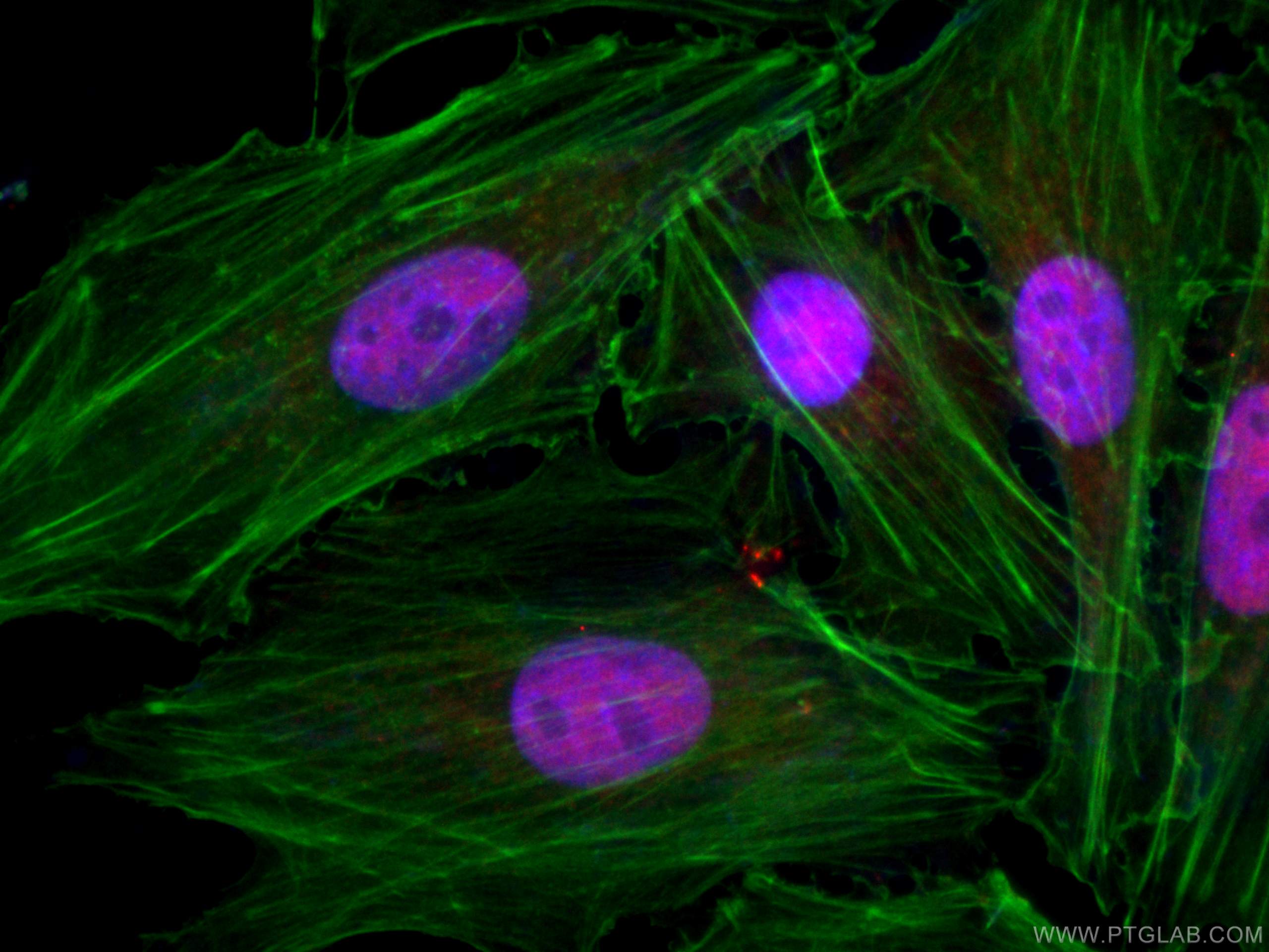 IF Staining of A549 using CL594-66060