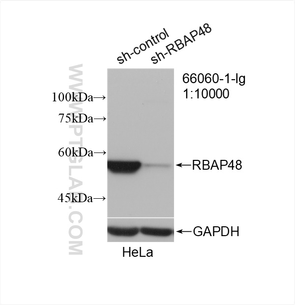 WB analysis of HeLa using 66060-1-Ig (same clone as 66060-1-PBS)