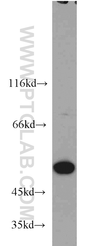 RBAP48 Monoclonal antibody